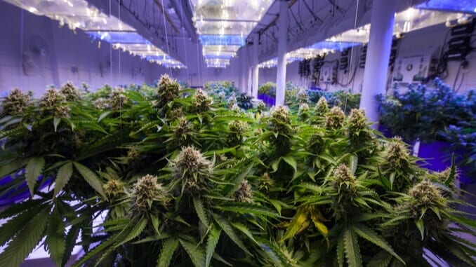 THC Testing